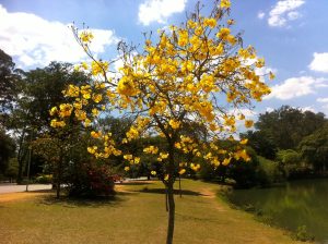 planta ipê