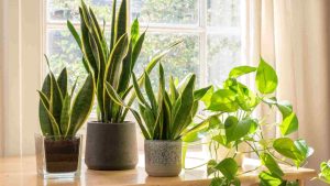 plantas em frente à janela