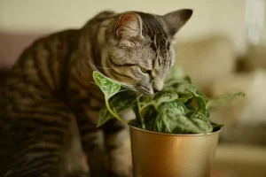 plantas-pet-friendly-para-quem-tem-animais-de-estimacao