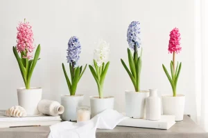 1-como-plantar-e-cuidar-de-jacintos