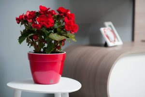 133346-decore-seu-lar-com-6-opcoes-de-plantas-para-ambiente-interno
