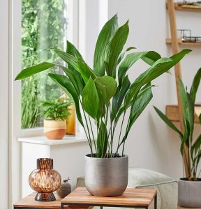 Aspidistra