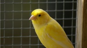 Canario-Roller