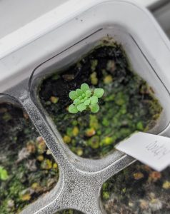 Sprouting-Succulent-Seeds-3