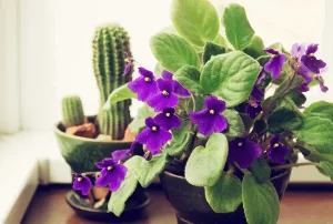 Violetas-roxas-no-banheiro
