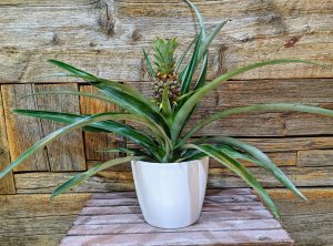 abacaxi plantado no vaso