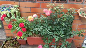 canteiro com minirrosas