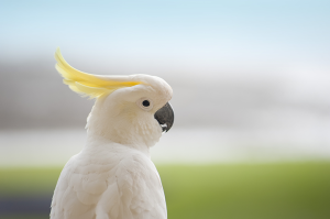 como-cuidar-de-uma-cacatua-capa