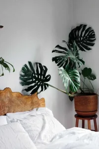 costela-de-adão-vaso-de-barro-simples-com-monstera-Pinterest