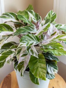 calathea perto de janela