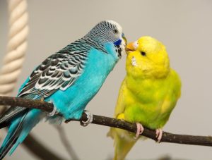 periquitos-a-beijar