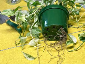 raízes de planta passando pelos orifícios do vaso
