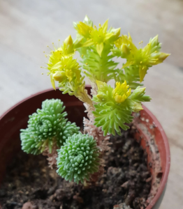 suculenta estrelinha gorda