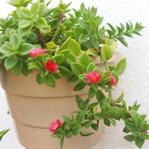 suculenta rosinha de sol