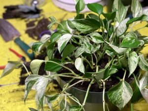troca de vaso para planta