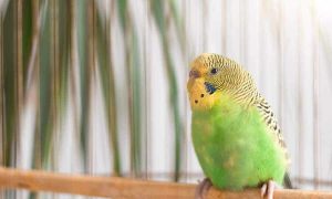 tudo-sobre-periquito-australiano-3