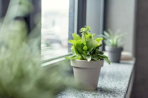 20180326planta-na-decoracao