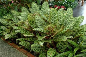 Calathea-makoyana-3
