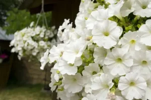 Flores-de-petúnia-branca-encanta-a-decoração-desse-ambiente.-Fonte-Flower-Meaning