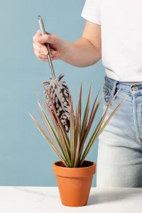 How-to-Clean-Plants-3