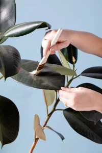 How-to-Clean-Plants-5