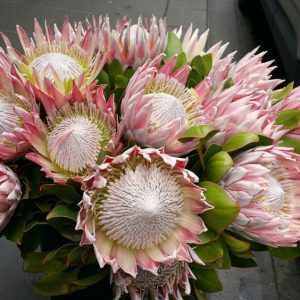Protea4