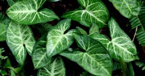 Singonio: planta em formato coração