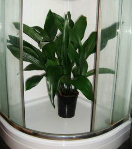 aspidistra-in-shower
