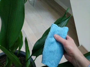 how-do-you-clean-indoor-plant-leaves-12