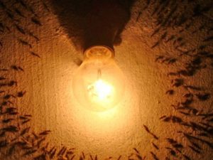 insetos de luz perto de lâmpada