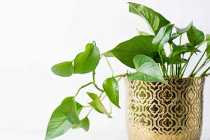 Planta Jiboia em lindo vaso