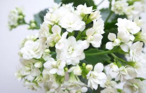 kalanchoe-branca-em-vaso-pinterest-p-a0011