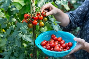 pessoa colhendo tomates