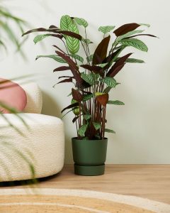 pl.xxl.014_-_calathea_oppenheimiana-sfeer