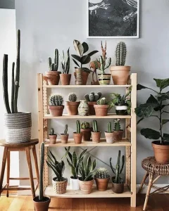 plantas-pequenas-para-casa-mini-cacto-pinterest