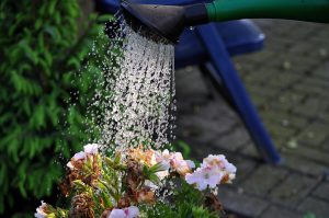 rega de flores