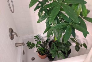 showerplants-1160x782
