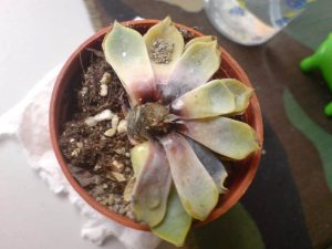 suculenta sem saúde em vaso
