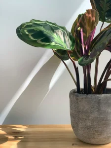 vaso-de-calathea