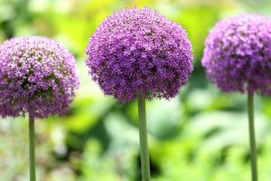 verbena roxa