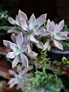 1-muda-de-graptopetalum-paraguayense-suculenta-fantasma-cactos