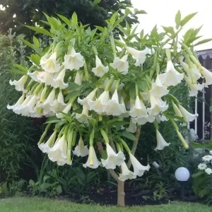 como-cultivar-a-planta-saia-branca_4