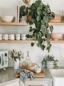 planta em prateleira da cozinha
