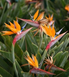 estrelicia-foto-33-420x470
