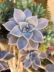 graptopetalum-paraguayense-suculenta-08932492