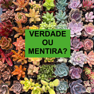 suculentas verdade ou mentira sobre elas