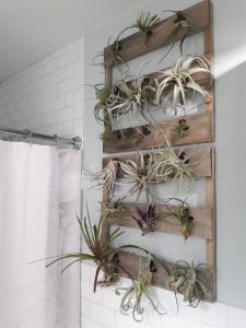 tillandsias em suporte de parede no banheiro