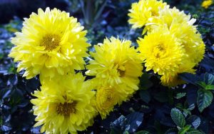 yellow_dahlia-Beautiful_flowers_HD_wallpaper_2560x1600