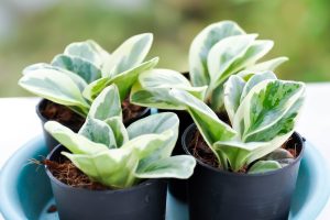 2048x1365-Peperomia-SEO-GettyImages-1355099649-d81a9ae