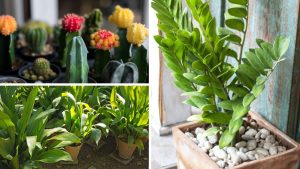 7 plantas inteligentes que sobrevivem com pouca água (seu bolso agradece)